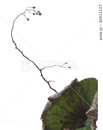 蓮の葉と野ばらの実 蓮の葉と野ばらの実 80623227