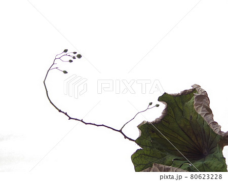 野ばらと蓮の葉 野ばらと蓮の葉 80623228