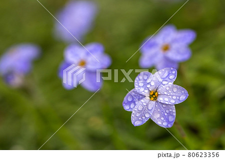 ハナニラの花 春のイメージ ハナニラの花 春のイメージ 80623356