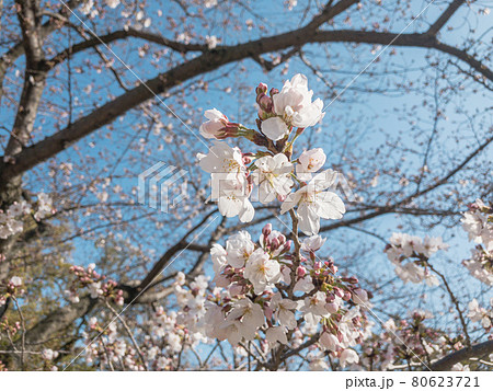 春の栗林公園・桜 春の栗林公園・桜 80623721