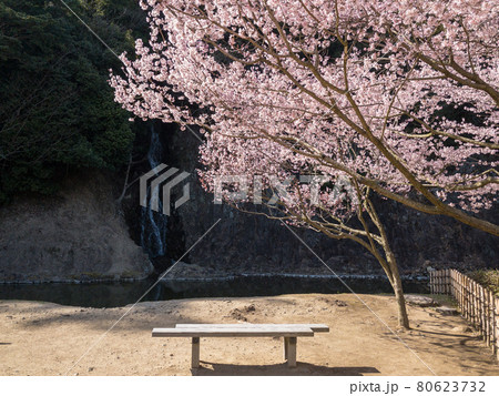 春の栗林公園・桜 春の栗林公園・桜 80623732