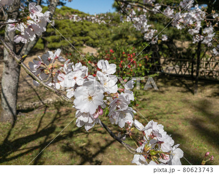 春の栗林公園・桜 80623743