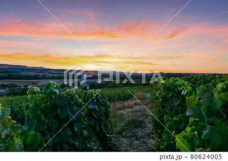 Row vine grape in champagne vineyards at montagne de reims 80624005