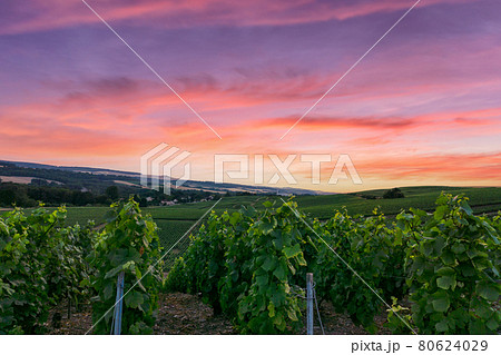 Row vine grape in champagne vineyards at montagne de reims 80624029