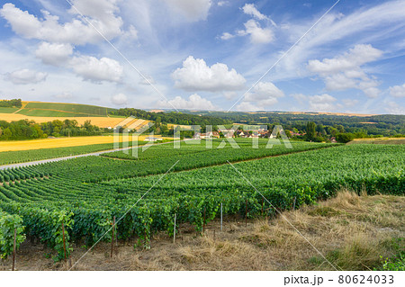 Row vine grape in champagne vineyards at montagne de reims 80624033