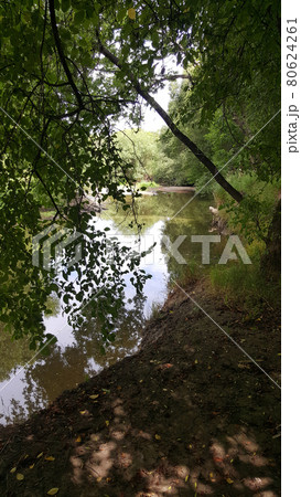 in the forest on the banks of a small river on a sunny summer day 80624261