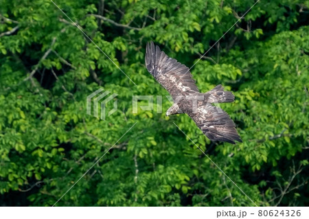 グリーンバックに獲物を探しながら悠然と飛ぶイヌワシ 80624326