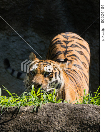 身を隠すアムールトラ 80624484