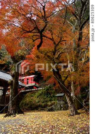 紅葉の中を駆ける叡山電鉄・展望列車「きらら」 紅葉の中を駆ける叡山電鉄・展望列車「きらら」 80625309