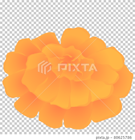 Marigold (vector illustration of flowers) Marigold (vector illustration of flowers) 80625786