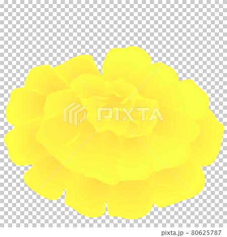 Marigold (vector illustration of flowers) Marigold (vector illustration of flowers) 80625787
