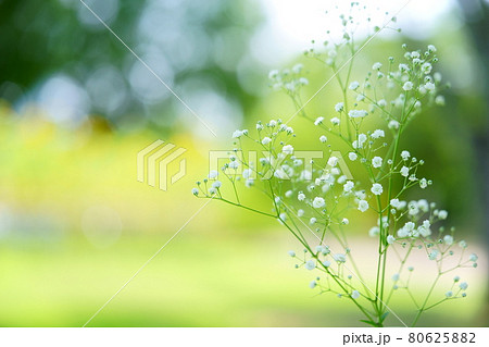 夏の公園でカスミソウ15 80625882