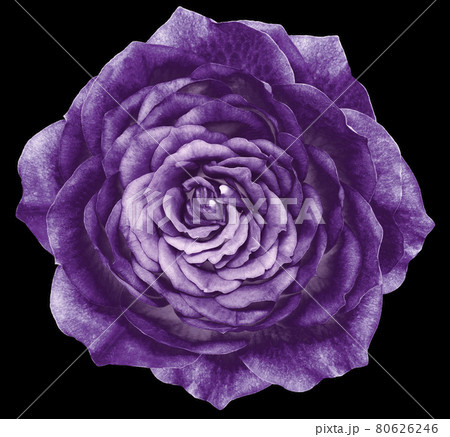 Rose purple flower on the black isolated background with clipping path. Closeup. Nature. Rose purple flower on the black isolated background with clipping path. Closeup. Nature. 80626246