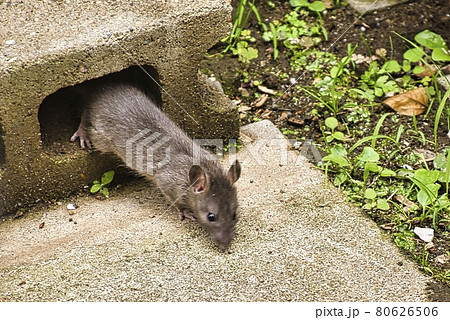 庭に現れた野ねずみ 80626506