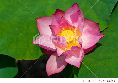 夏の熱い時に咲く蓮の花 80626693