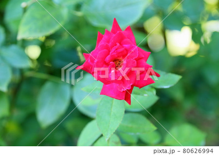 バラの花 宴 バラの花 宴 80626994