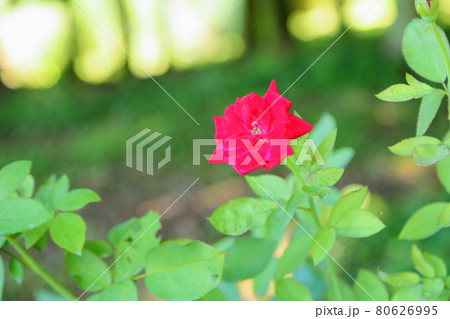 バラの花　宴 80626995