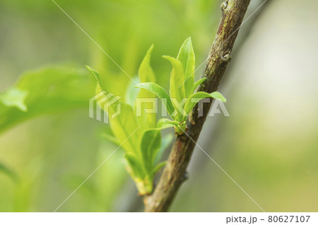 Spring has come, the first green. 80627107