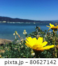 黄色コスモスのようなの花と海と青い空 80627142