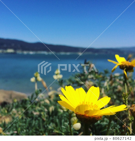 黄色コスモスのようなの花と海と青い空 80627142