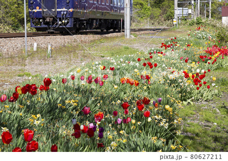 チューリップと青い列車　道南いさりび鉄道札苅駅にて 80627211
