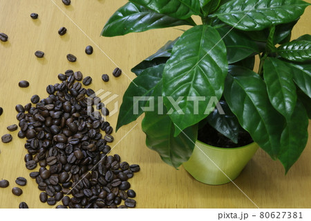 室内のコーヒーの木とコーヒー豆 1 80627381