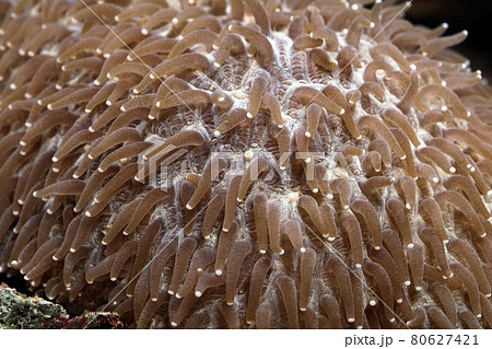 サンゴのポリプ　サンゴのポリプのアップ　イシナマコ 80627421