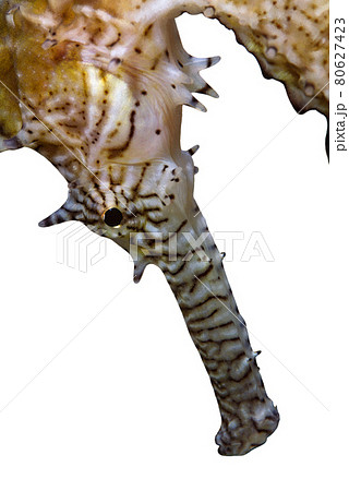 タツノオトシゴのアップ イバラタツ 白バック タツノオトシゴのアップ イバラタツ 白バック 80627423