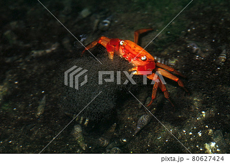 放仔するアカテガニ 夜 放仔するアカテガニ 夜 80627424