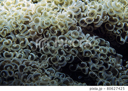 サンゴのポリプ　サンゴのポリプのアップ　ナガレハナサンゴ 80627425