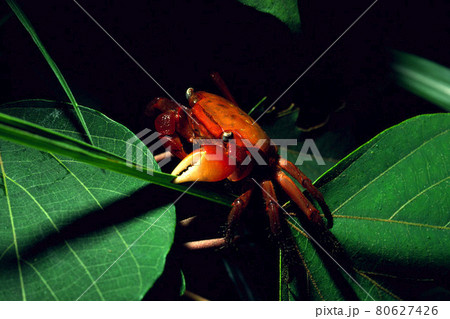 草を登るアカテガニ　夜 80627426