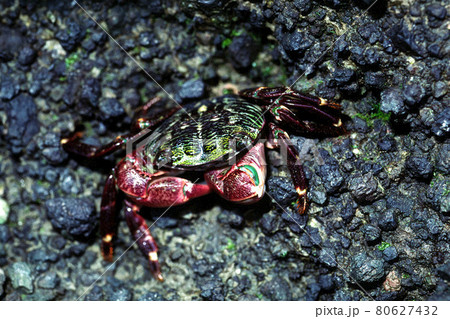 カニ  イワガニ 80627432