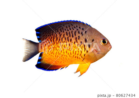 アカハラヤッコ 白バックの写真素材