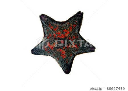 イトマキヒトデ　白バック 80627439