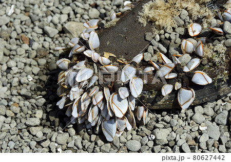 漂着したエボシガイ　エボシガイ　漂着物 80627442