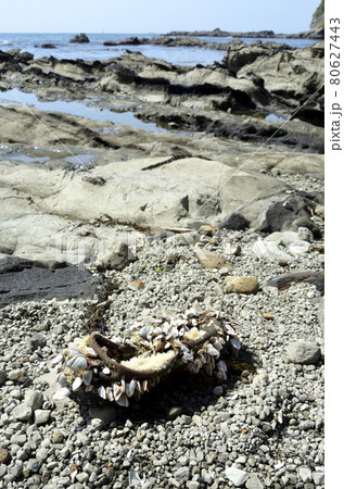 漂着したエボシガイ　エボシガイ　漂着物　ワイド 80627443