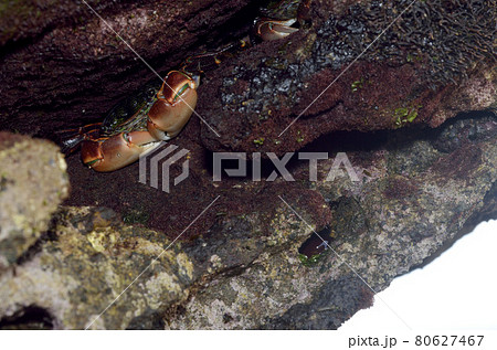 岩陰に潜むカニ　カニ  イワガニ 80627467
