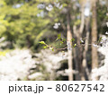 春の象徴、公園にある桜の枝 80627542
