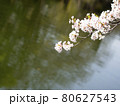 桜と池の写真 80627543