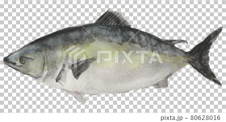 Fish yellowtail watercolor hand drawn illustration Fish yellowtail watercolor hand drawn illustration 80628016
