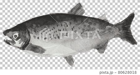 魚鮭魚水彩插圖單色 80628018