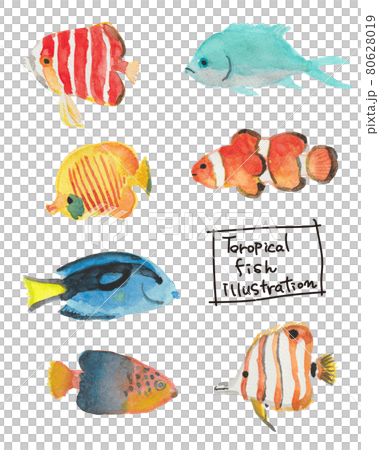 熱帶魚水彩插圖集 熱帶魚水彩插圖集 80628019