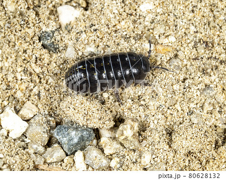 砂の上のダンゴムシ 砂の上のダンゴムシ 80628132