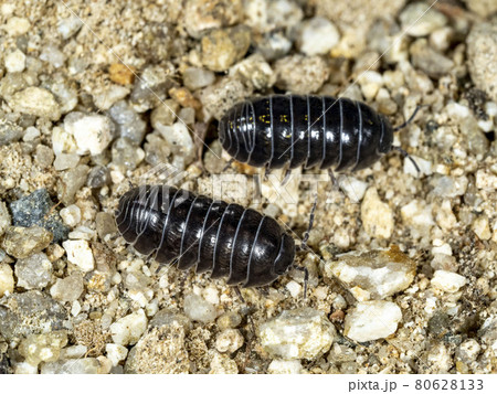 砂の上のダンゴムシ 砂の上のダンゴムシ 80628133
