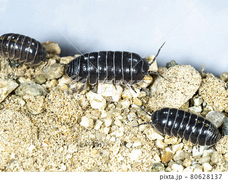 砂の上のダンゴムシ 80628137
