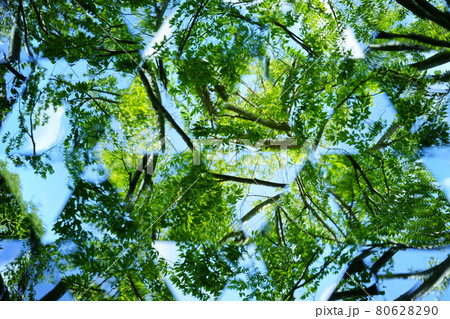 夏の公園をテレイドスコープで覗く9 80628290