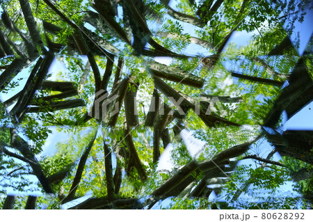 夏の公園をテレイドスコープで覗く10 80628292