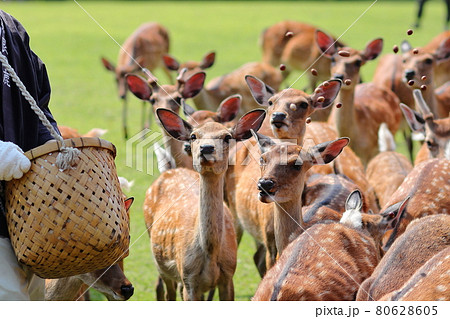 奈良公園での夏の鹿寄せ/飛火野 奈良公園での夏の鹿寄せ/飛火野 80628605