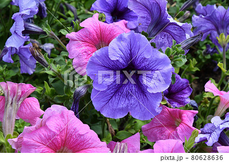Petunia flower (Latin. Petunia) on a flower bed Petunia flower (Latin. Petunia) on a flower bed 80628636