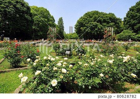 東京 春の代々木公園 東京 春の代々木公園 80628782